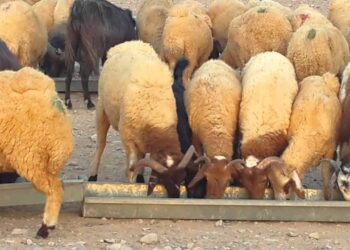 مصر توقف استراد المواشي من ليبيا بسبب حمى الوادي المتصدع