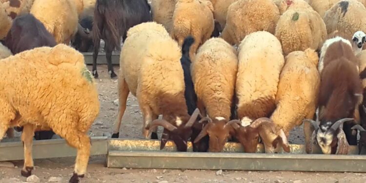 مصر توقف استراد المواشي من ليبيا بسبب حمى الوادي المتصدع