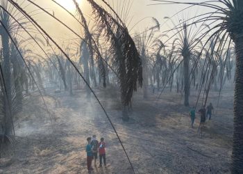 جالو.. حريق يلتهم أكثر من ألفي نخلة في المدينة