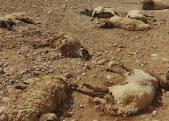 مدير إدارة فرع الثروة الحيوانية بالجبل الأخضر لـ أبعاد: نسبة الخسائر في الثروة الحيوانية جراء الفيضانات بلغت 40%