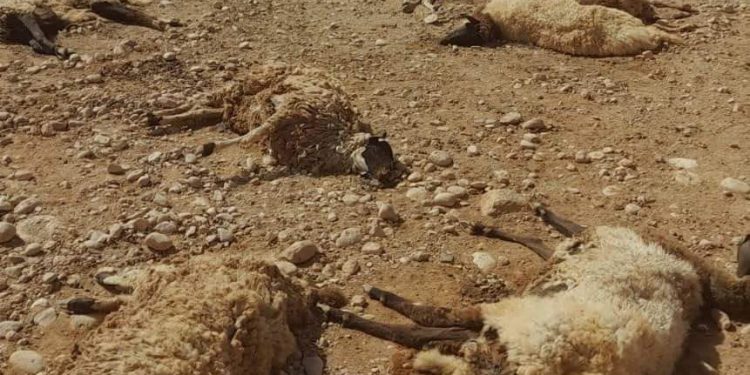 مدير إدارة فرع الثروة الحيوانية بالجبل الأخضر لـ أبعاد: نسبة الخسائر في الثروة الحيوانية جراء الفيضانات بلغت 40%