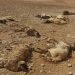 مدير إدارة فرع الثروة الحيوانية بالجبل الأخضر لـ أبعاد: نسبة الخسائر في الثروة الحيوانية جراء الفيضانات بلغت 40%
