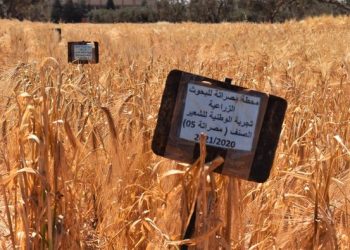 باحث بمركز البحوث الزراعية مصراتة: إيقاف توريد الأسمدة البوتاسية غير مبرر وتغيير مواصفة البوتاسيوم خطأ تشخيصي