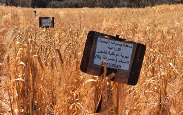 باحث بمركز البحوث الزراعية مصراتة: إيقاف توريد الأسمدة البوتاسية غير مبرر وتغيير مواصفة البوتاسيوم خطأ تشخيصي