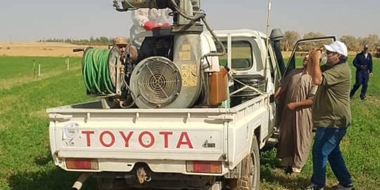 الجراد الإفريقي ..يأتي على الأخضر واليابس