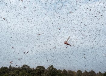 ليبيا.. ” الفاو” تحذر من الجراد الصحراوي