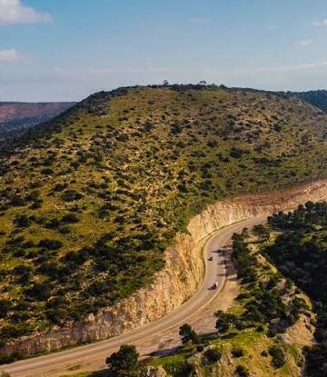 ليبيا تفقد 390 هكتاراً من غطائها الشجري خلال 25 عاماً.. والجبل الأخضر الأكثر تضرراً
