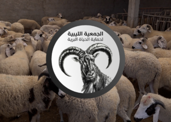 الجمعية الليبية لحماية الحياة البرية تطلق نداءً عاجلاً لإنقاذ مواشي “وادي كعام” من الأوبئة