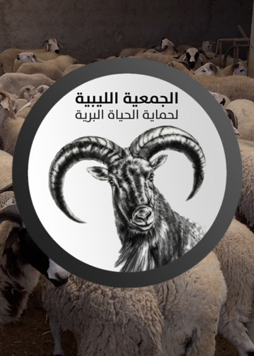 الجمعية الليبية لحماية الحياة البرية تطلق نداءً عاجلاً لإنقاذ مواشي “وادي كعام” من الأوبئة