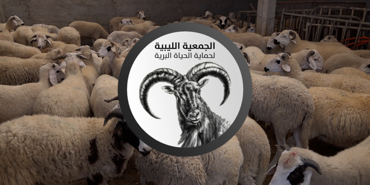 الجمعية الليبية لحماية الحياة البرية تطلق نداءً عاجلاً لإنقاذ مواشي “وادي كعام” من الأوبئة